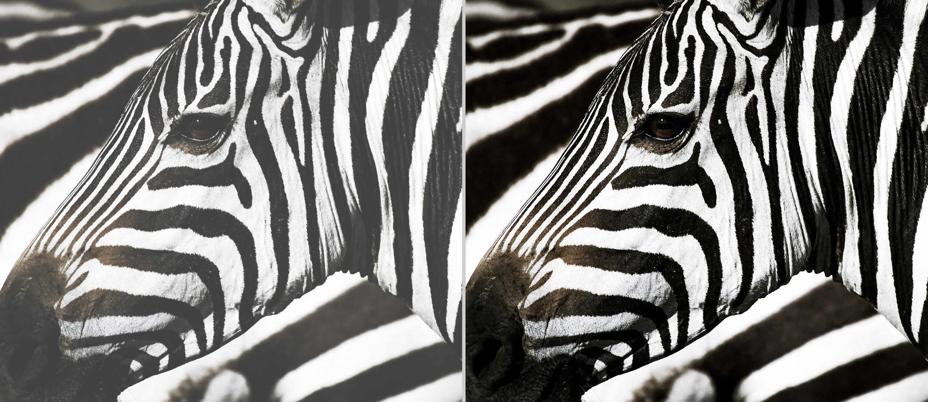 Projektor Optoma W371 kontrast_zebra